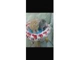 En tatlı british shortair yavrular - British Shorthair