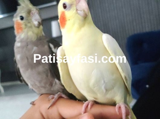 Full artı full evcilsultan papağanı fırsat (Çift)