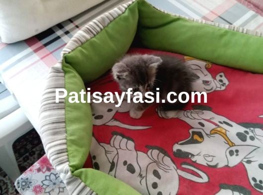 Çok güzel bu yavruya acil kalıcı yuva aranıyor 