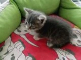 Çok güzel bu yavruya acil kalıcı yuva aranıyor - 4