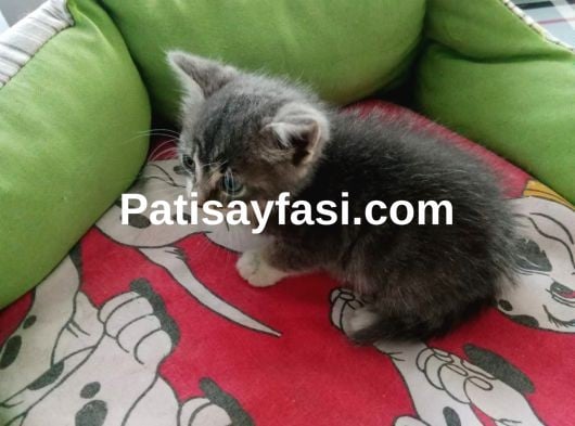 Çok güzel bu yavruya acil kalıcı yuva aranıyor 