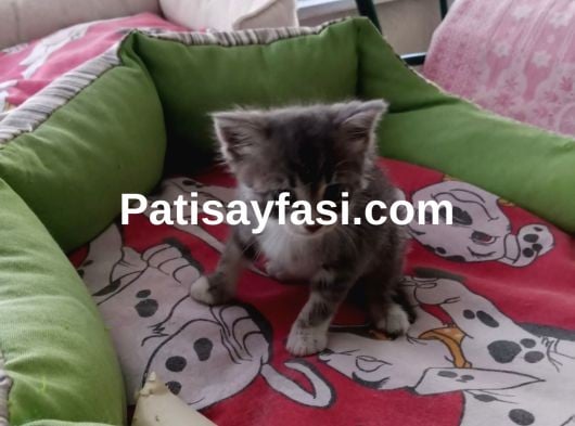 Çok güzel bu yavruya acil kalıcı yuva aranıyor 