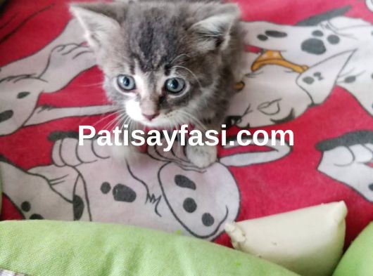 Çok güzel bu yavruya acil kalıcı yuva aranıyor 