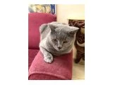 BRITISH SHORTHAIR KISIR ERKEK EVINI BEKLIYOR - 3