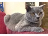 BRITISH SHORTHAIR KISIR ERKEK EVINI BEKLIYOR - 2