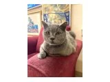 BRITISH SHORTHAIR KISIR ERKEK EVINI BEKLIYOR