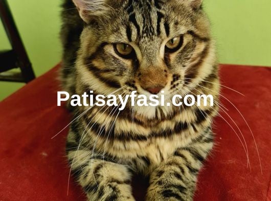 Evrakları aşıları tamdır 