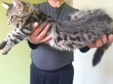 Evrakları aşıları tamdır - 1