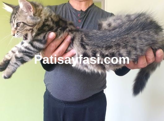 Evrakları aşıları tamdır 