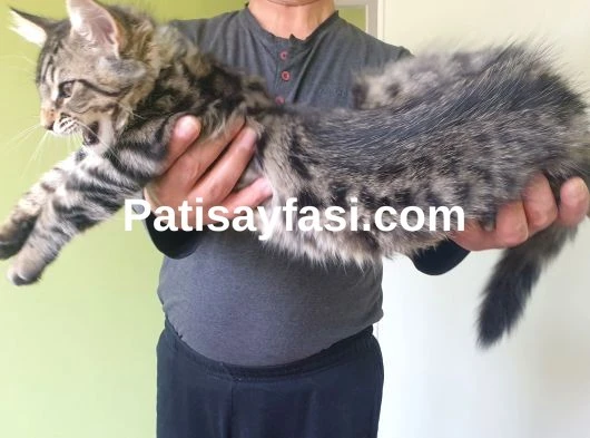 Maine Coon