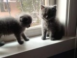 Yavru bebeklerimiz - 1