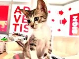Yuva Arayan 6 Sevgi Dolu Yavru Kedi Onlara Bir Şans Verin! - 3