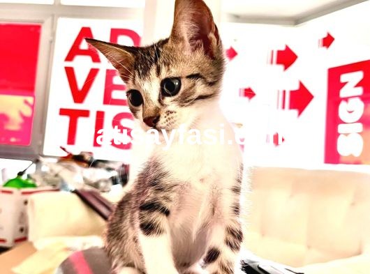 Yuva Arayan 6 Sevgi Dolu Yavru Kedi Onlara Bir Şans Verin!