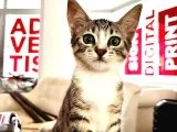 Yuva Arayan 6 Sevgi Dolu Yavru Kedi Onlara Bir Şans Verin! - 2