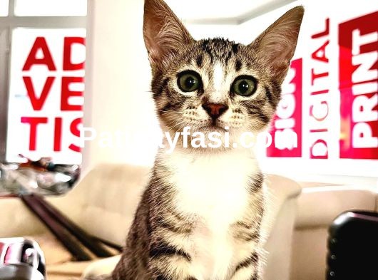 Yuva Arayan 6 Sevgi Dolu Yavru Kedi Onlara Bir Şans Verin!