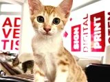 Yuva Arayan 6 Sevgi Dolu Yavru Kedi Onlara Bir Şans Verin! - 1
