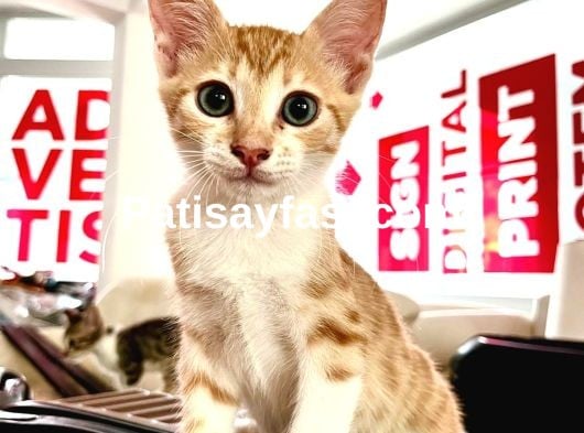 Yuva Arayan 6 Sevgi Dolu Yavru Kedi Onlara Bir Şans Verin!