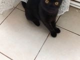 3 aylık acil british shorthair