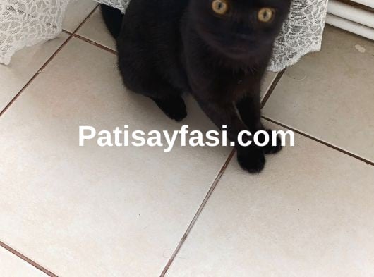 3 aylık acil british shorthair