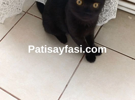 3 aylık acil british shorthair