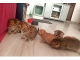 British, scotish yavru kediler - British Shorthair