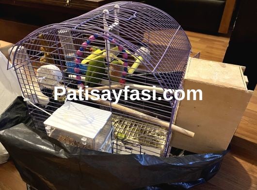 ÇİFT SEVDA BÜTÜN EŞYALARIYLA VERİLECEKTİR ACİL SATILIK