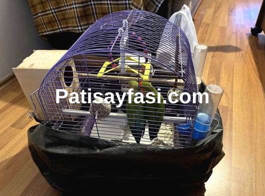 ÇİFT SEVDA BÜTÜN EŞYALARIYLA VERİLECEKTİR ACİL SATILIK