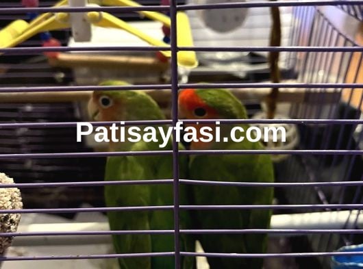 ÇİFT SEVDA BÜTÜN EŞYALARIYLA VERİLECEKTİR ACİL SATILIK