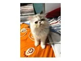 İRAN YAVRULARIMIZ YENİ YUVALARINI ARIYOR - Exotic Shorthair - İzmir