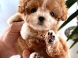 Orjinal Maltipoo