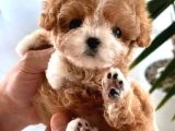 Orjinal Maltipoo