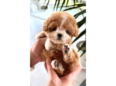 Orjinal Maltipoo