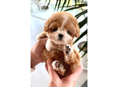 Orjinal Maltipoo