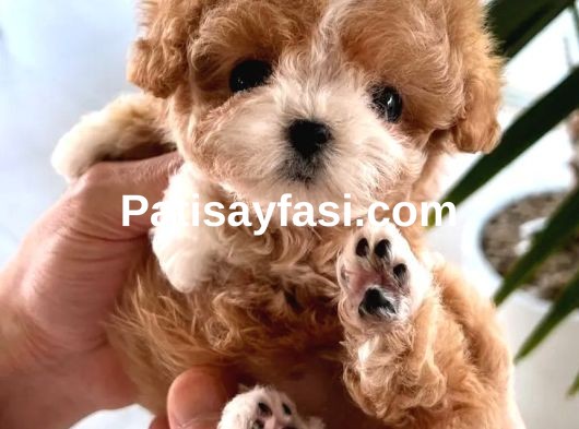 Orjinal Maltipoo