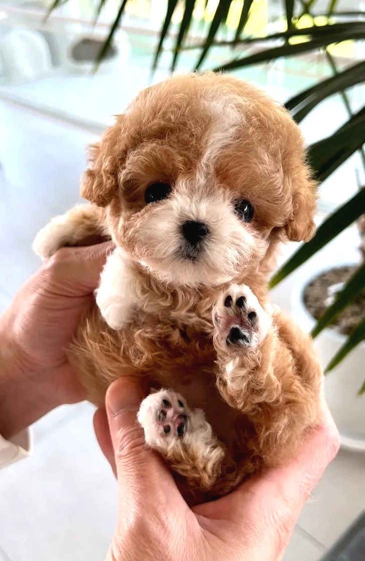Orjinal Maltipoo