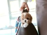 Orjinal Maltipoo - 2