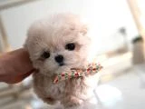 Orjinal Kore Kan Pomeranian - 2