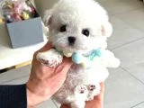 Orjinal Kore Kan Pomeranian - 3