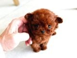 Orjinal Toy Poodle Kore Kan
