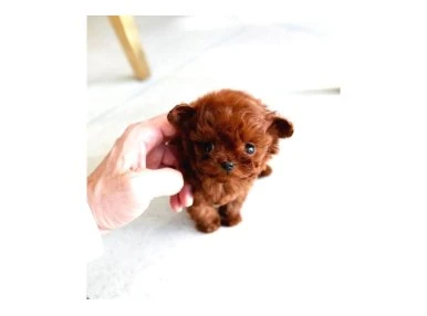Orjinal Toy Poodle Kore Kan