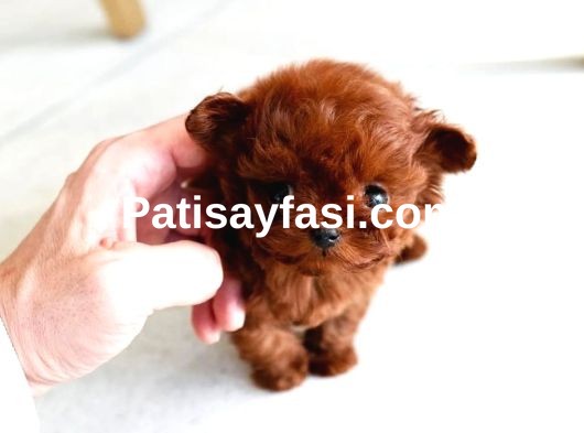 Orjinal Toy Poodle Kore Kan
