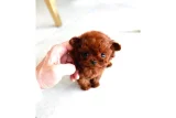 Anne-Babası Görülebilen Kore Kan Hattı Toy Poodle Yavruları