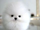 Orjinal Kore Kan Pomeranian