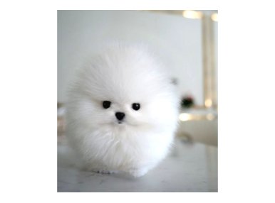 Orjinal Kore Kan Pomeranian