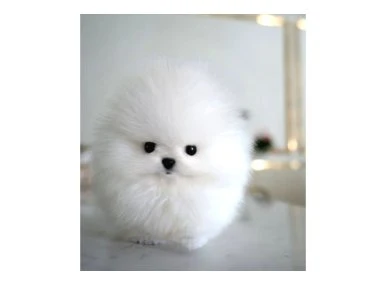 Orjinal Kore Kan Pomeranian