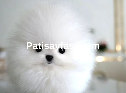 Orjinal Kore Kan Pomeranian