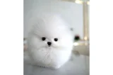 Orjinal Kore Kan Pomeranian - Köpek