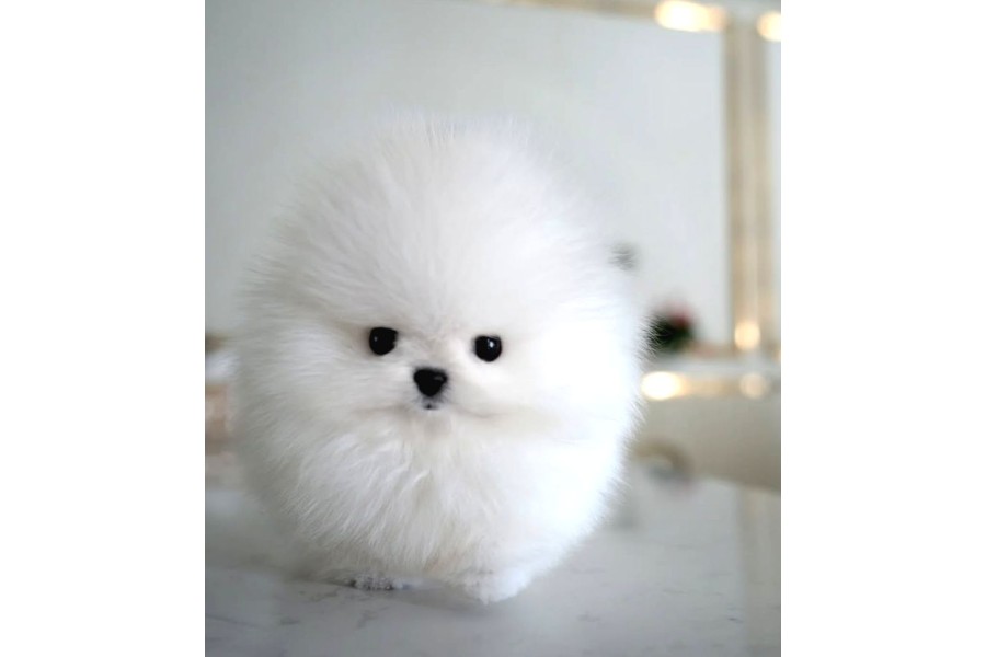 Orjinal Kore Kan Pomeranian