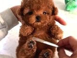 Mini Poodle