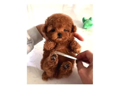 Mini Poodle